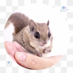 100 - Png Eastern Chipmunk Emoji,Jappan Emojis