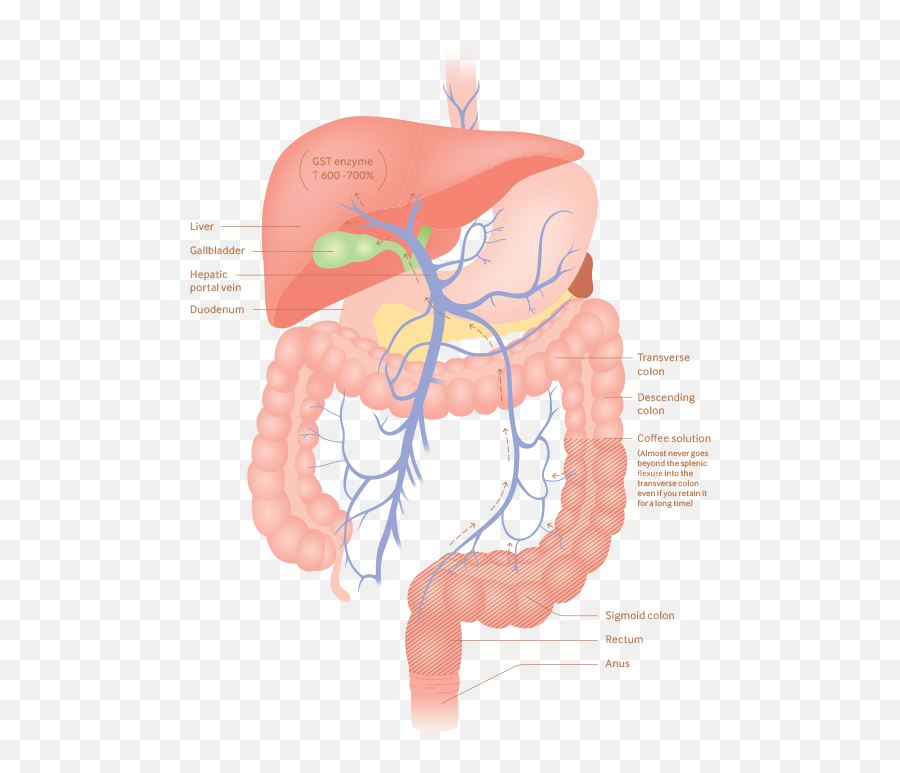 Shians Organic Coffee Enema - Portal Vein Colon Liver Emoji,Emotions Of The Splenic Flexure