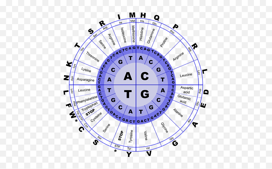 Dna Facts - Trna To Amino Acid Converter Emoji,Mitosis In Emojis