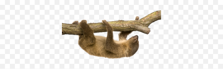 Sloth Sloths Lazy Png Images 14png Snipstock Emoji,Emotions Tied To Sloth