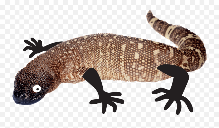 Beaded Lizard - Heloderma Horridum Visit Our Beaded Lizard Emoji,Funny Lizard Eating Bug Emoticon