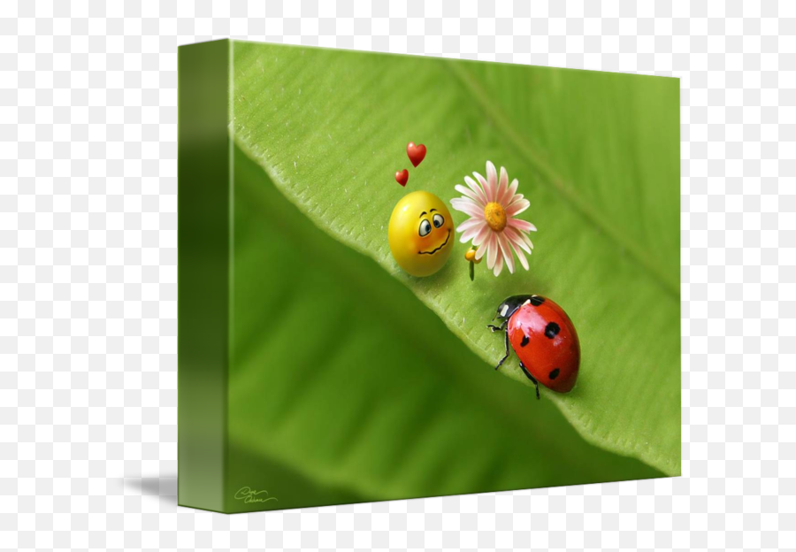 Ladybug - Emoticon22641hdwallpapers By Vishnu Velu Emoji,Insect Emoticon