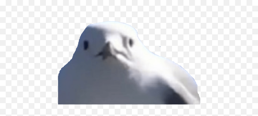 Birds 20 Emoji,Pigeon Discord Emojis