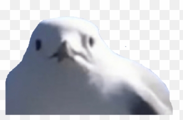 Birds 20 Emoji,Pigeon Discord Emojis