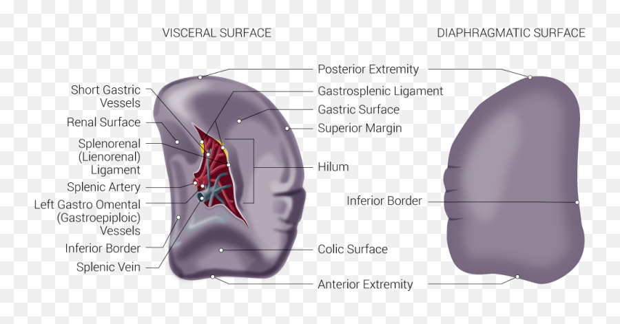 Anatomy Abdomen And Pelvis Spleen Article - Spleen Surfaces Emoji,Emotions Of The Splenic Flexure