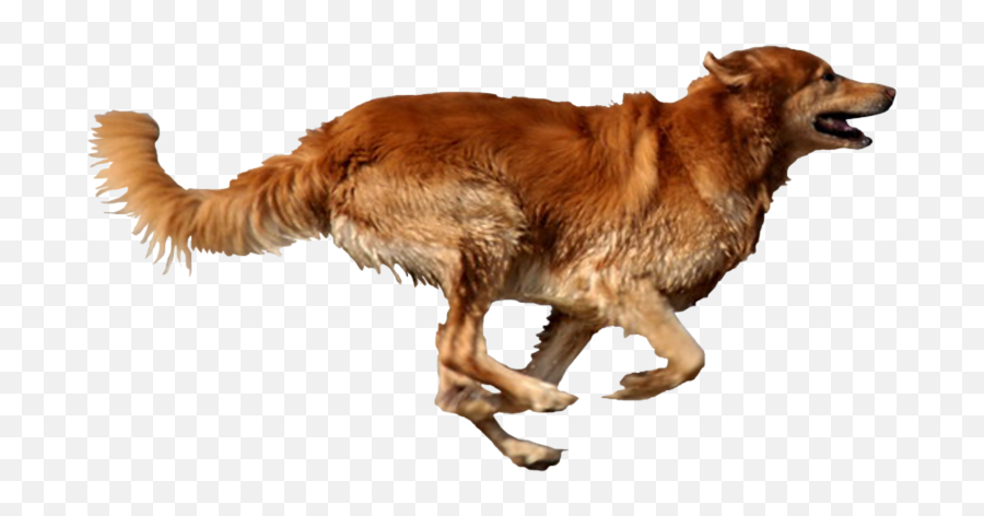 Dog Running Png - Dog Running Png Emoji,Husky/border Collie Emoji