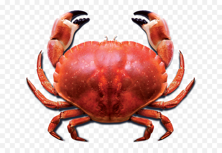 Gifs - Get The Best Gif On Giphy Crab Png Hd Emoji,Banghead Emoticon