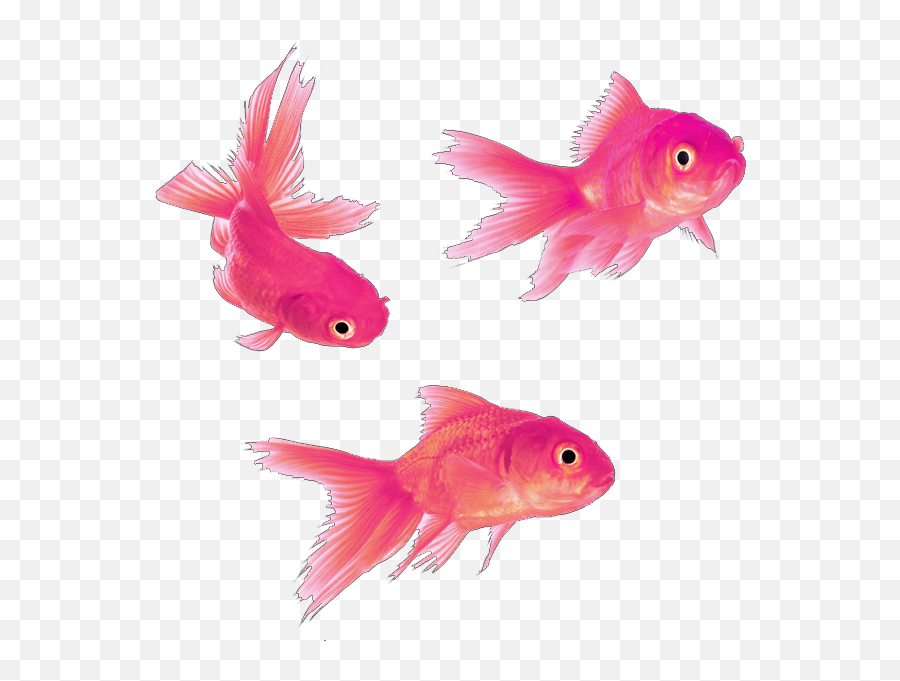 The Coolest Fish Stickers On Picsart - Easy Life Lifes A Beach Rsd Emoji,Fish Horse Head Emoji