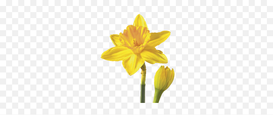 Flower Meaning - Daffodil Flower Meaning Emoji,Daffodil Pink Emotion