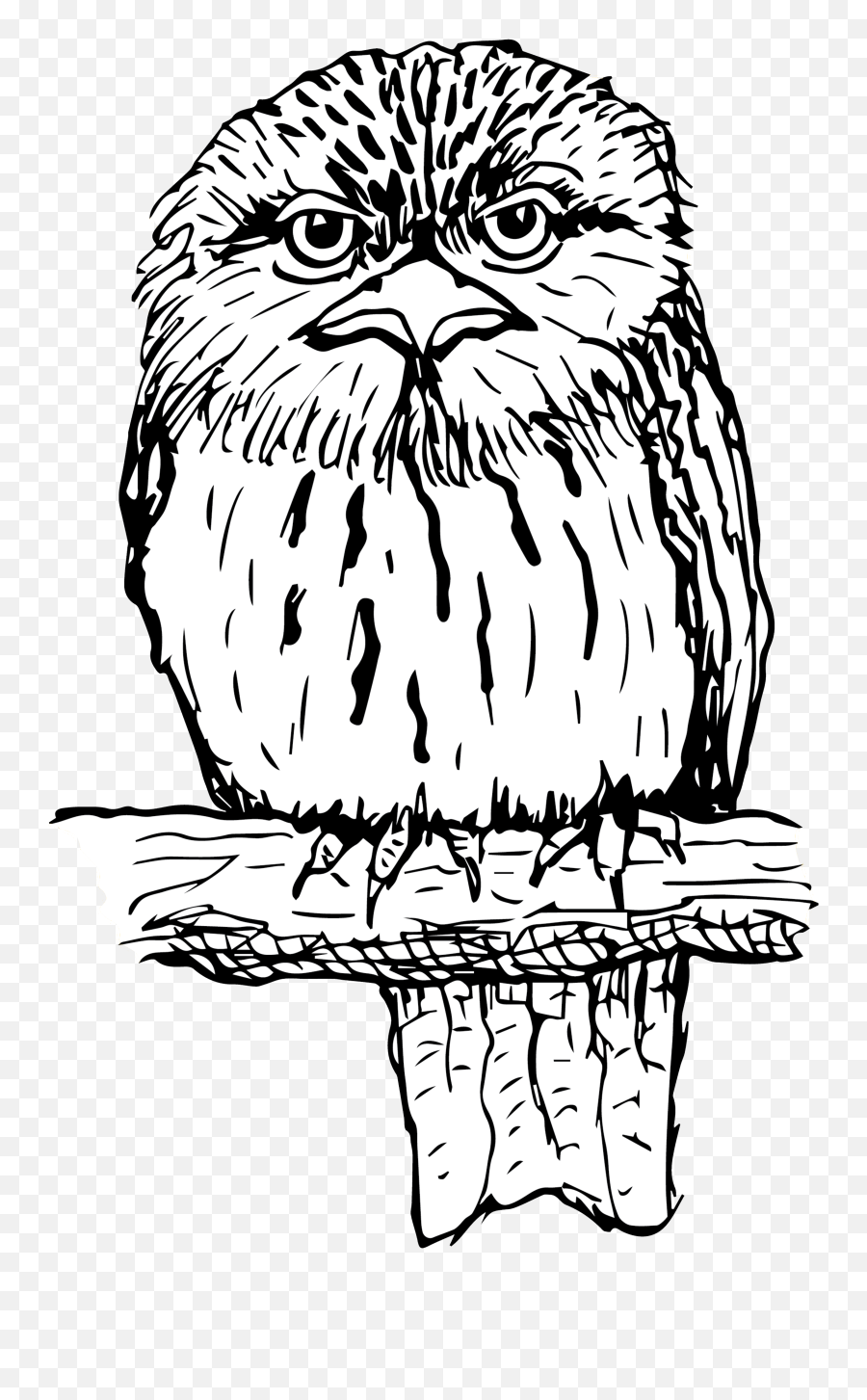 Clothing For Conservation U2013 Paperbark Writer - Little Owl Emoji,Long-billed Corella Smile Emoticon