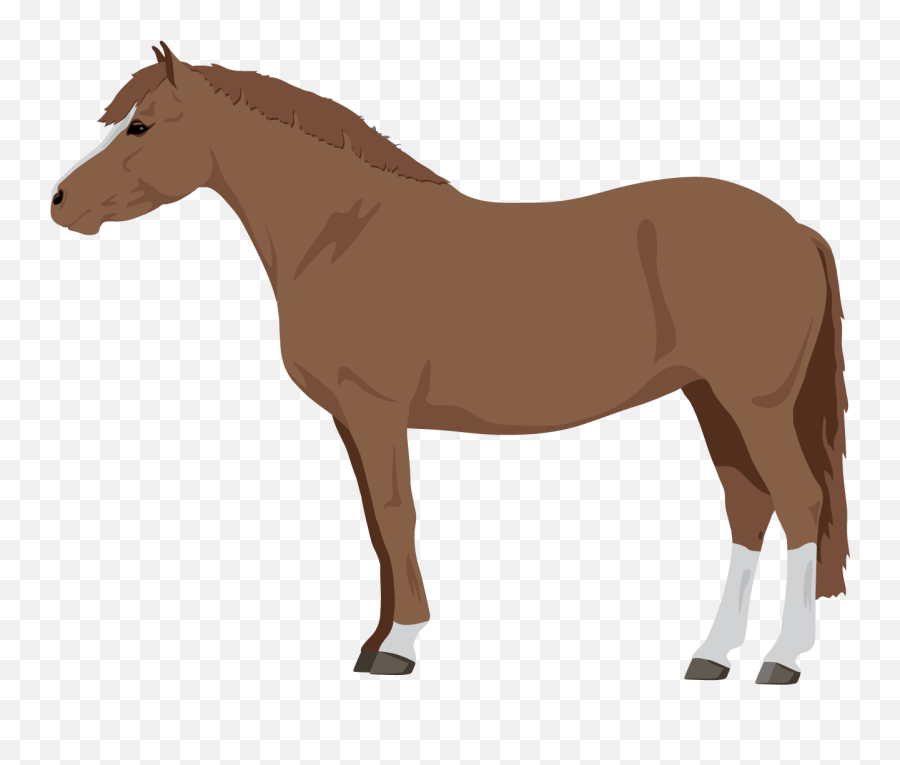 Learn About Horse Pony Coat Colors - Horse Color Emoji,Easy Emoji Horse