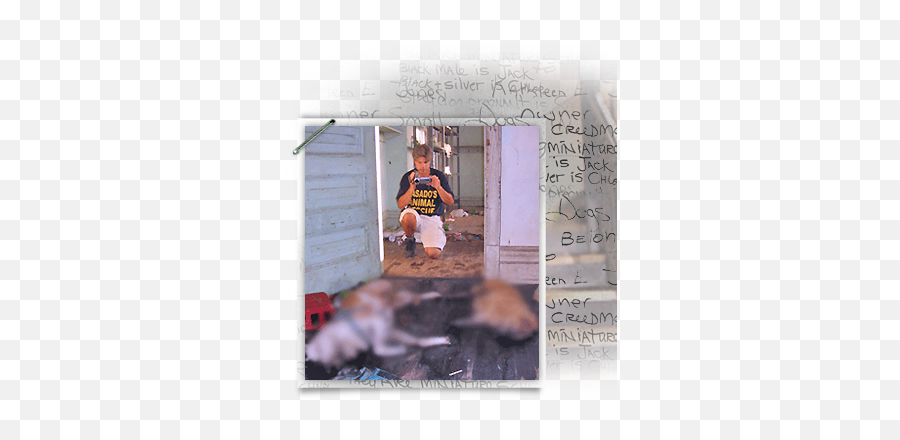 Case Closed St - St Bernard Dog Shooting Hurricane Katrina Emoji,People Emotion After Hurricane Katri A