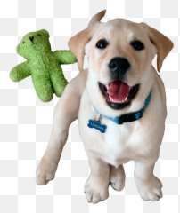 Springs Family Veterinary Hospital - Soft Emoji,Dog Showing Emotion Tumblr