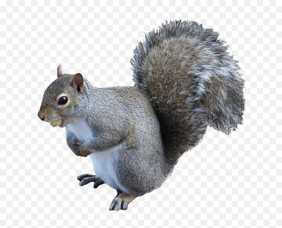 Squirrel Png High - Quality Image Png Arts Squirrel Png Emoji,Squrrel Emoji