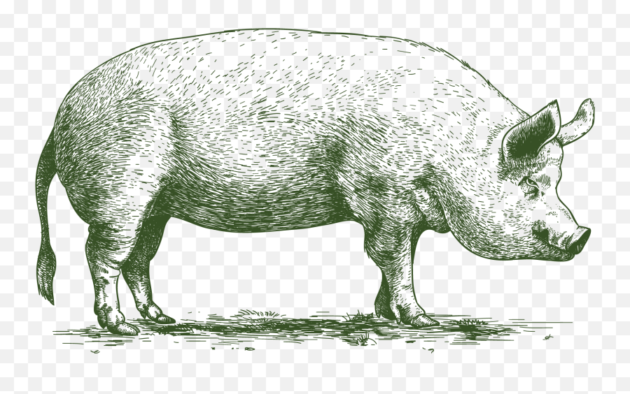 Bennington Hills Farm - Domestic Pig Emoji,Raw Emotion Hereford Boar