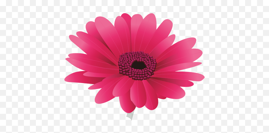 Maroon Gerberal Flower - Transparent Png U0026 Svg Vector File Girly Emoji,Flower Emoji Vector