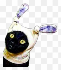 Feline Kitty Cat Hat Silly Sticker - Soft Emoji,Cat In The Hat Emoji
