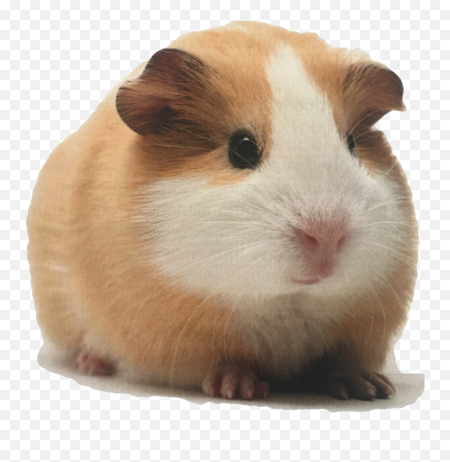Trending - Guinea Pigs For Sale Atlanta Emoji,Guinea Pig Emoji
