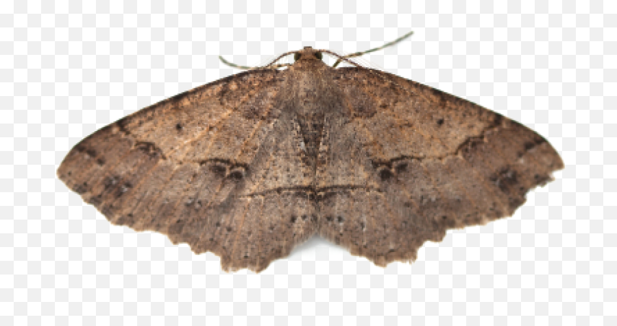 Moth Wings Png - Food Moths Long Do Moths Live 2914839 Moth Pest Emoji,Can Luna Moths Feel Emotions