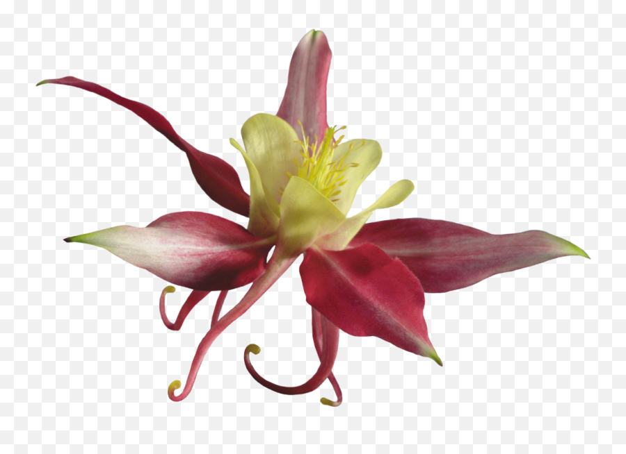 Orchid Flower Sticker - Lily Emoji,Emojis Columbine