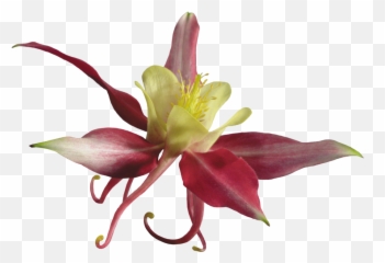 Orchid Flower Sticker - Lily Emoji,Emojis Columbine