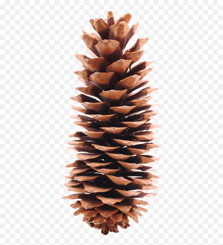 Pine Png And Vectors For Free Download - Dlpngcom Long Pine Cone Png Emoji,Pine Cone Emoji Png