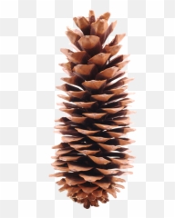 Pine Png And Vectors For Free Download - Dlpngcom Long Pine Cone Png Emoji,Pine Cone Emoji Png