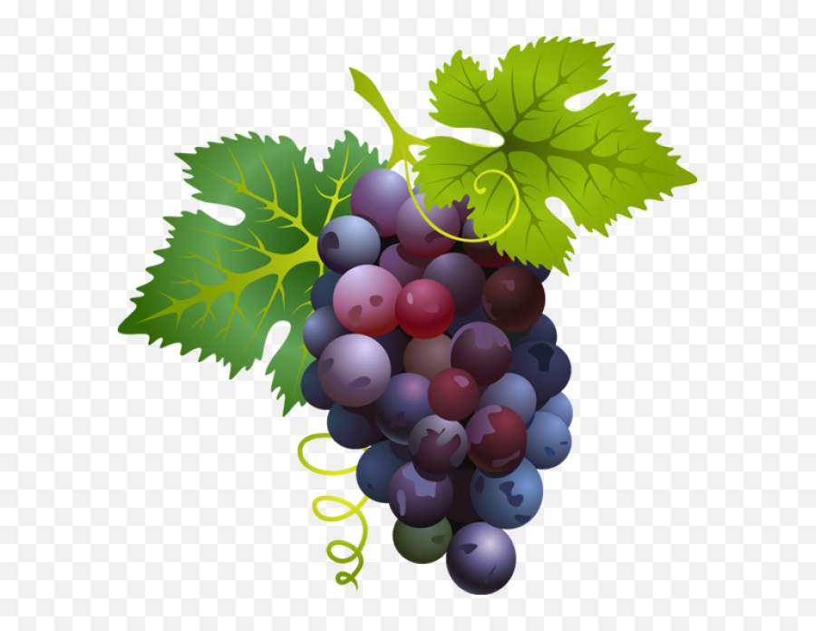 Great Clip Art Of Fruit - Grapes Clipart Png Emoji,Grape Emoji