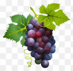 Great Clip Art Of Fruit - Grapes Clipart Png Emoji,Grape Emoji
