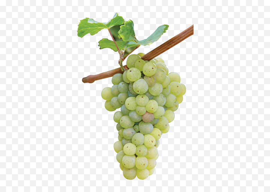 Green Grapes Grape Branch - 24215 Transparentpng Riesling Png Emoji,Grapes Emoji Transparent