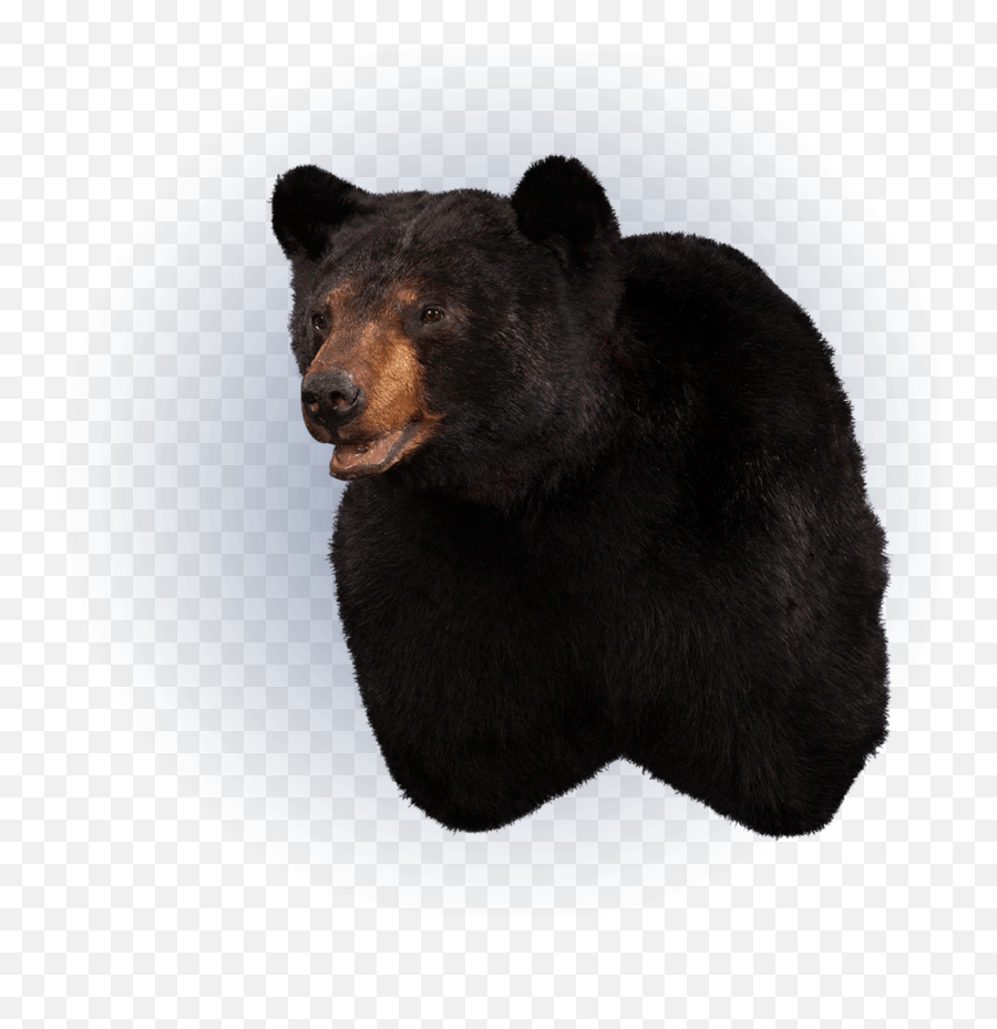 Our Work - American Black Bear Emoji,Shoulder Pose Emojis