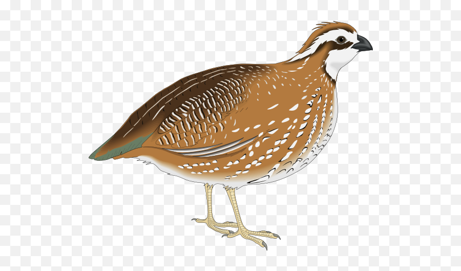 Bird Common Quail Rain Quail Gambelu0027s Quail Png Clipart - Quail Clipart Emoji,Jappan Emojis