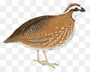 Bird Common Quail Rain Quail Gambelu0027s Quail Png Clipart - Quail Clipart Emoji,Jappan Emojis