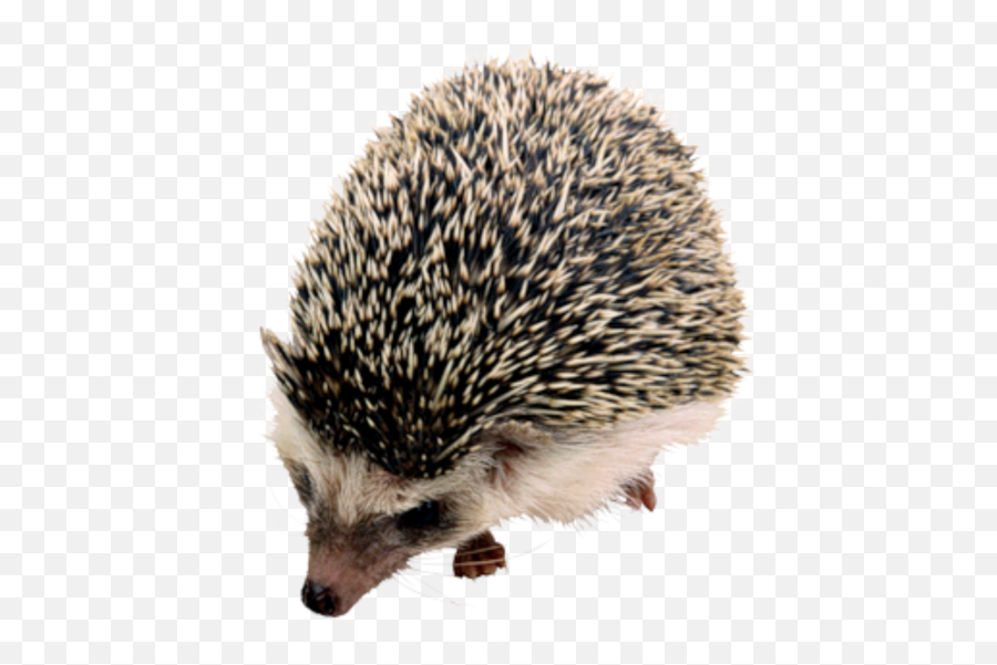 Hedgehog Png Transparent Background Image For Free Download Emoji,Hedgehog With Star Emoji