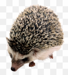 Hedgehog Png Transparent Background Image For Free Download Emoji,Hedgehog With Star Emoji