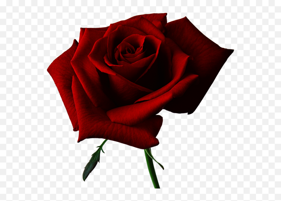 Red Roses Symbolic Meaning - Transparent Background Rose Clipart Png Emoji,Deep Emotion Rose Bouquet Ftd