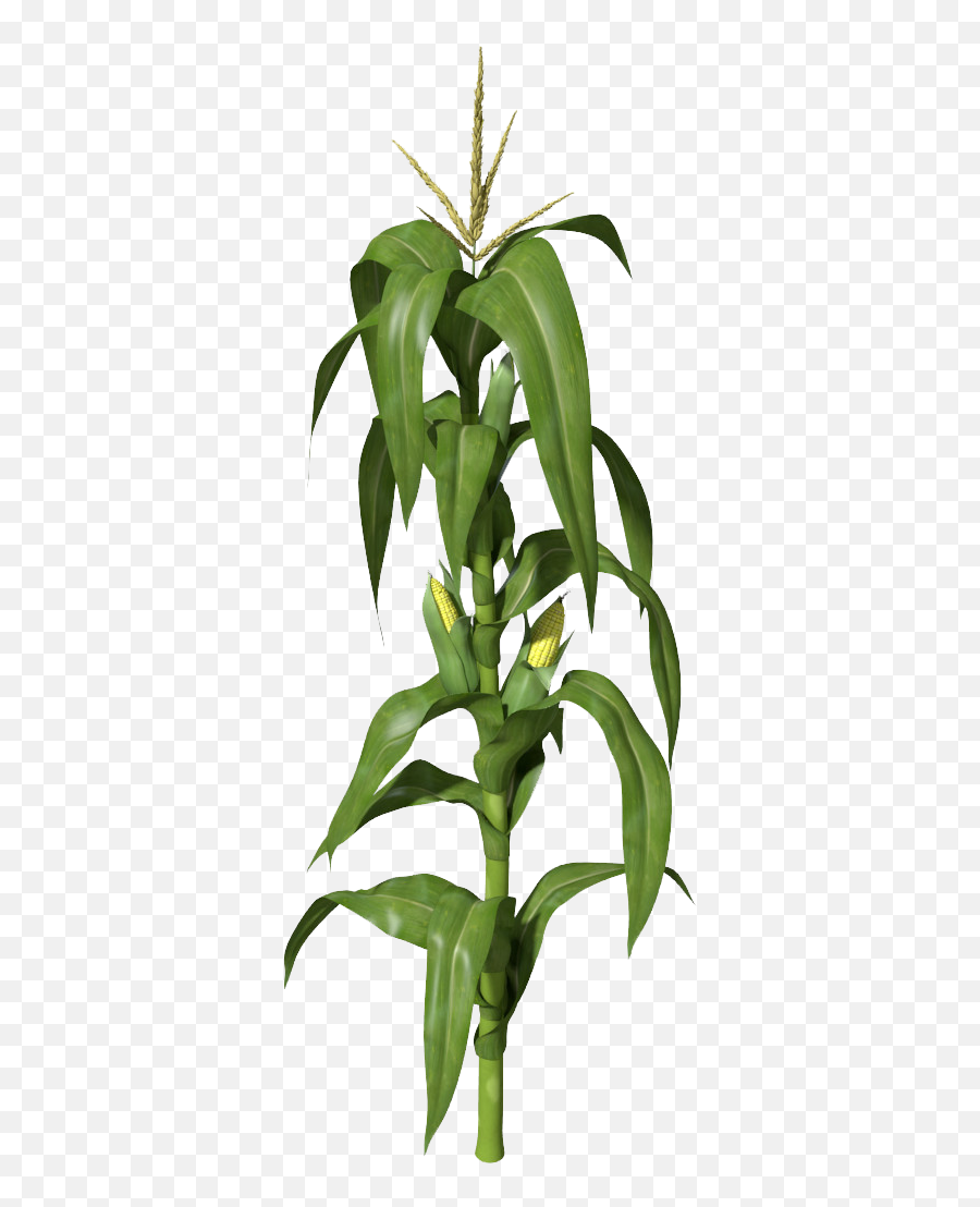 Maize Plant On Corn Cob The Drawing Clipart - Clip Art Library Corn Stalk Emoji,Corncob Emojis