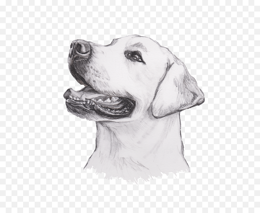 Labrador Retriever Profile Portrait - Labrador Drawing Emoji,Happy Birthday Emoticons With Labrador Retriever