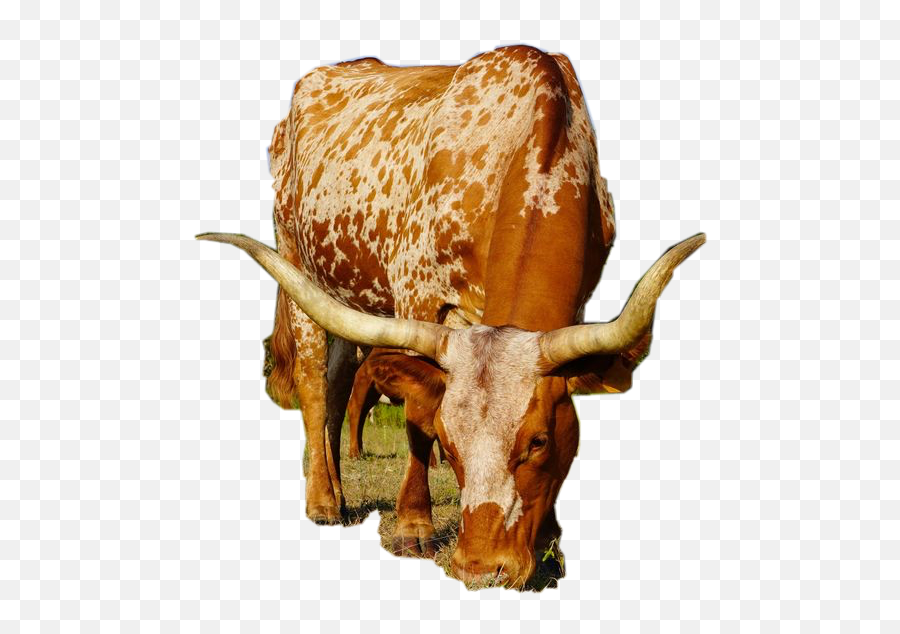 Longhorn Sticker - Texas Longhorn Emoji,Longhorn Cattle Emoji Sign