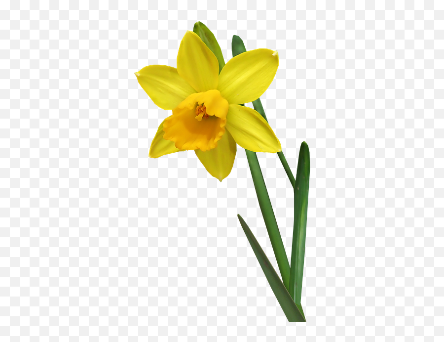 Daffodil Flower Stem Bulb Nature Garden - Daffedil Transparent Emoji,Daffodil Pink Emotion