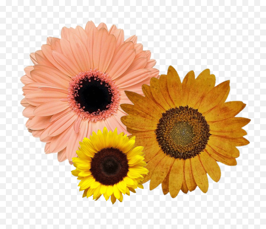 Discover Trending Sunflower Stickers Picsart - Niche Meme Png Flower Emoji,Facebook Sunflower Emoticons