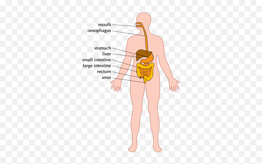 The Digestive System - Digestive System With Whole Body Emoji,Emotion Code Heart Wall Flow Chart