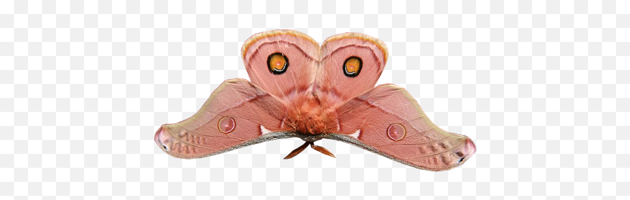 The View From The Swings Pink Moth Moth Human Art - Cute Beautiful Moth Emoji,Can Luna Moths Feel Emotions