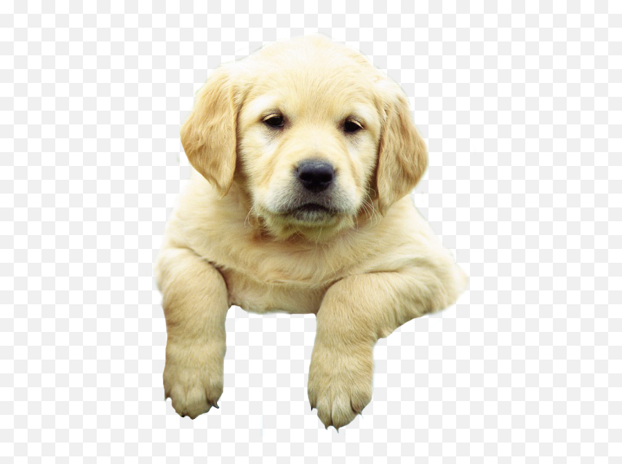 Meet The Labrador - Transparent Background Lab Puppy Png Emoji,Happy Birthday Emoticons With Labrador Retriever