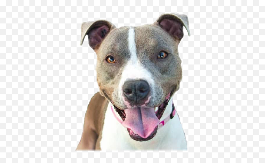 Dog Dogaesthetic Pitbull Sticker - Martingale Emoji,Pitbull Emoji
