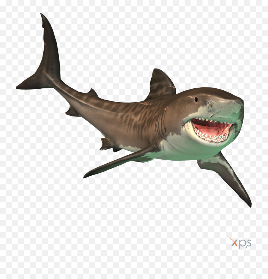 Tiger Shark - Tiger Shark Clear Background Emoji,Guy Gives A Shark Book Emotions