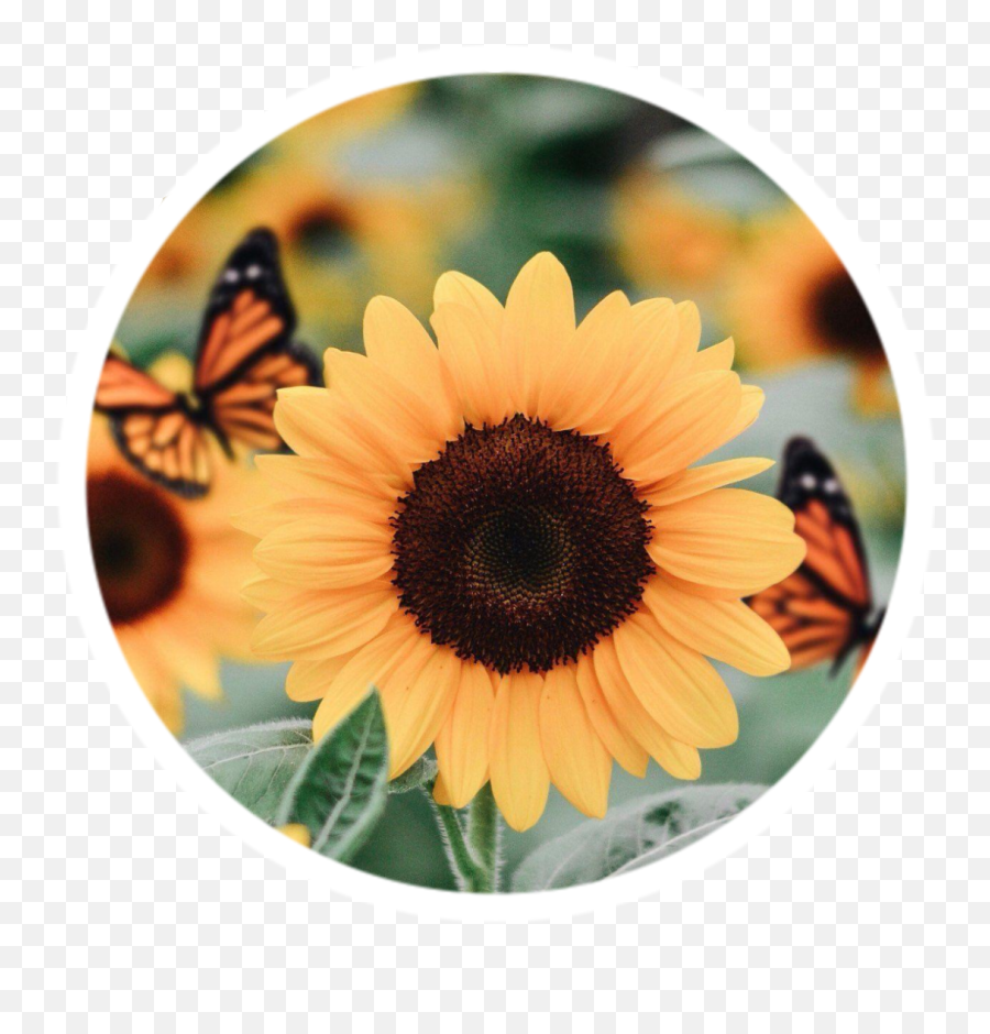35 Images About Hi On We Heart It See More About Article - Aesthetic Sunflower Emoji,Acc Emoticons