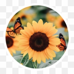 35 Images About Hi On We Heart It See More About Article - Aesthetic Sunflower Emoji,Acc Emoticons