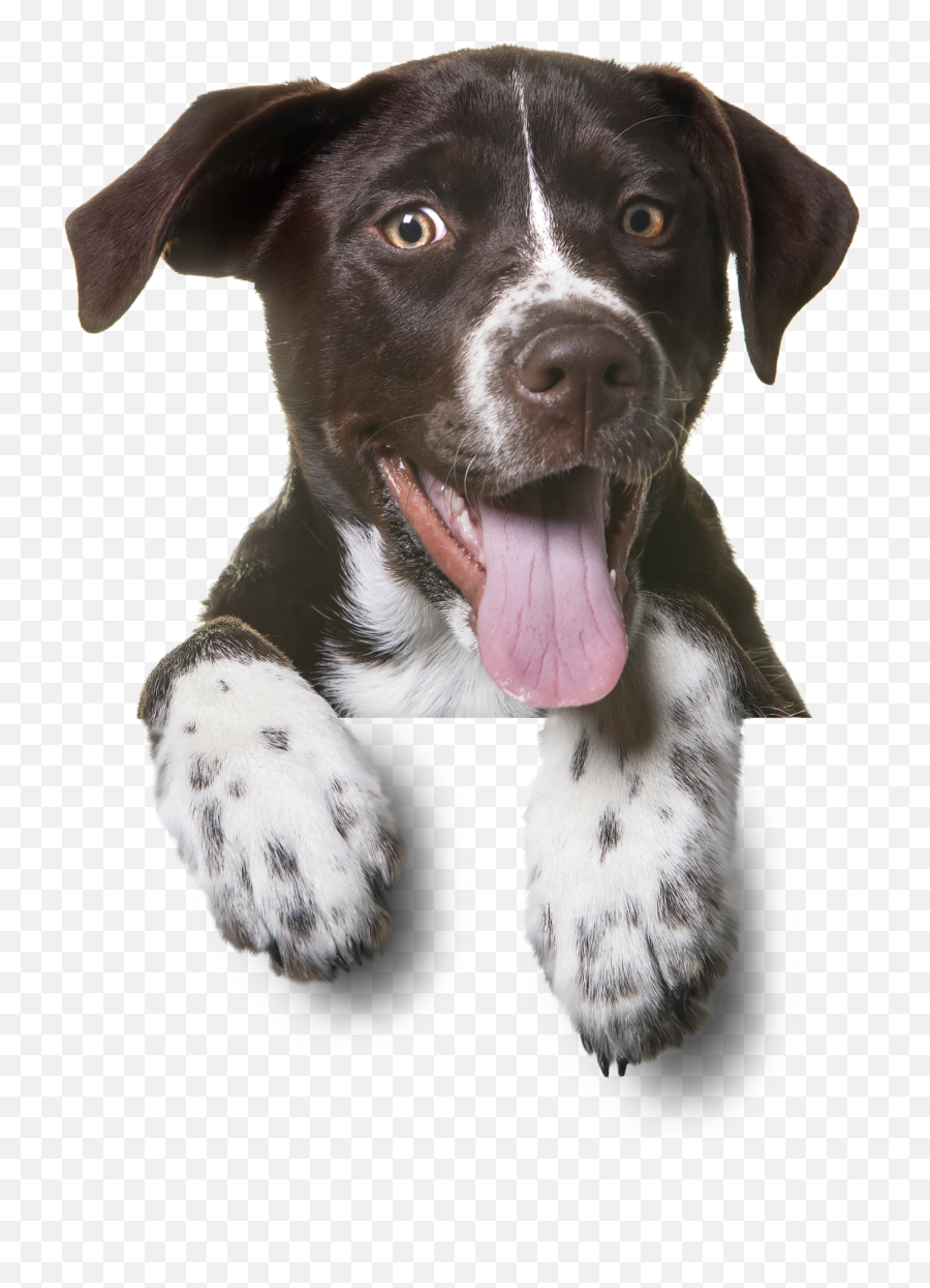 Dog Psychology Facts U2013 Happy K9 Club - Dog Png Emoji,Dogs Emotions