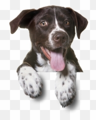 Dog Psychology Facts U2013 Happy K9 Club - Dog Png Emoji,Dogs Emotions